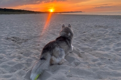 Silver Lumi Lumi